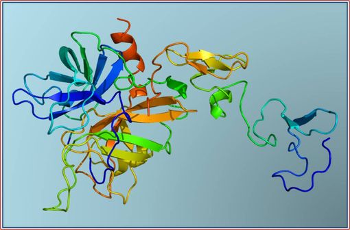 Structure tertiaire de la protéine C activée humaine (illustration @Emw sur Wikimedia).