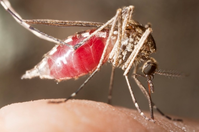 Les cas de paludisme grave sont majoritairement dus à Plasmodium falciparum