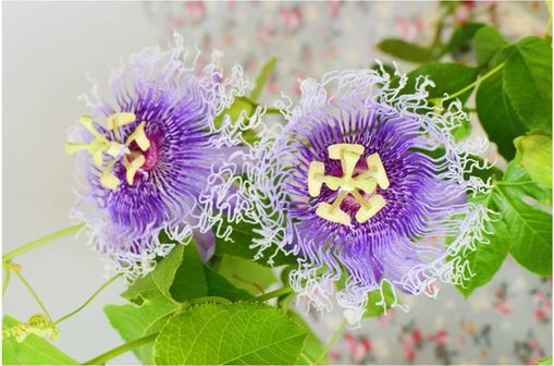 Passiflora incarnata est une plante officinale dont les parties aériennes sont utilisées traditionnellement pour traiter l'insomnie et l'anxiété.
