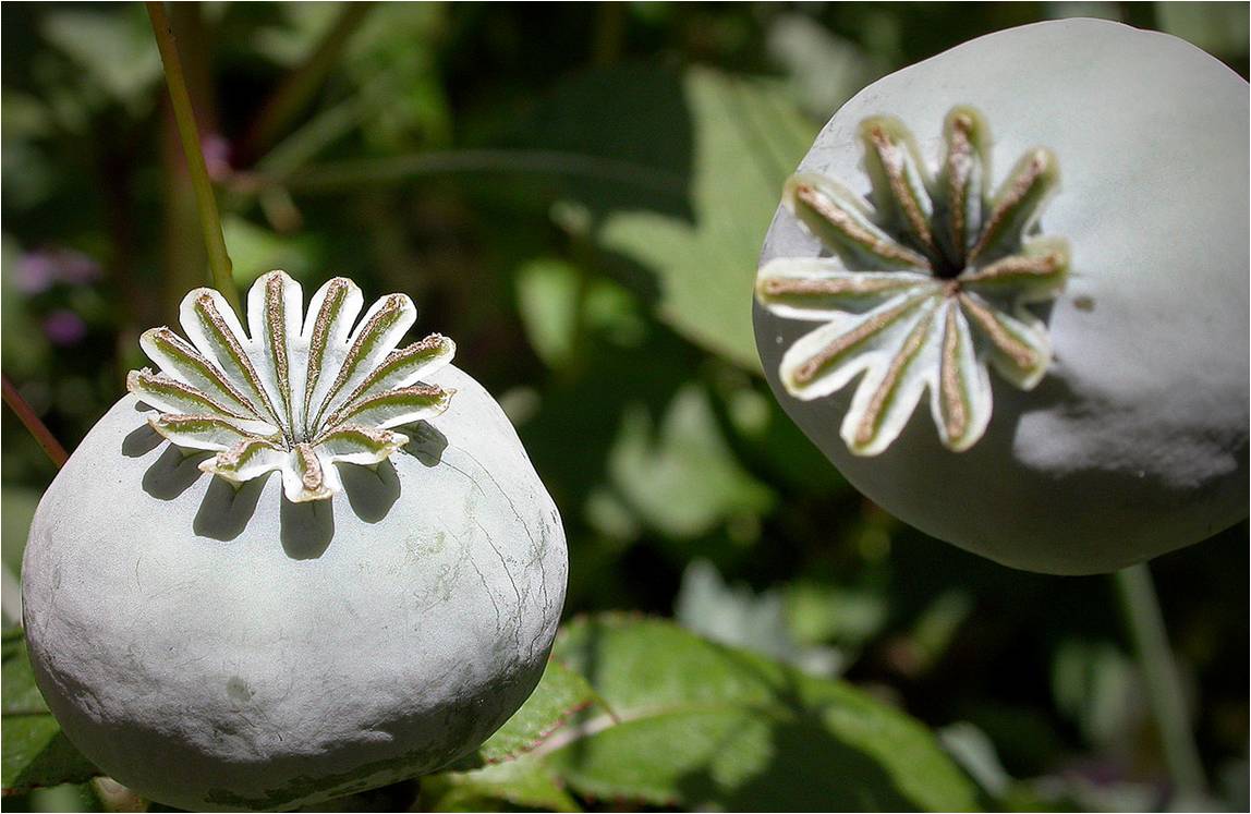 Pavot à opium (cliché @ Wikimedia)