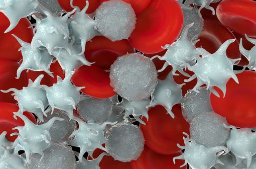 Représentation en 3D de plaquettes et de globules rouges (illustration).