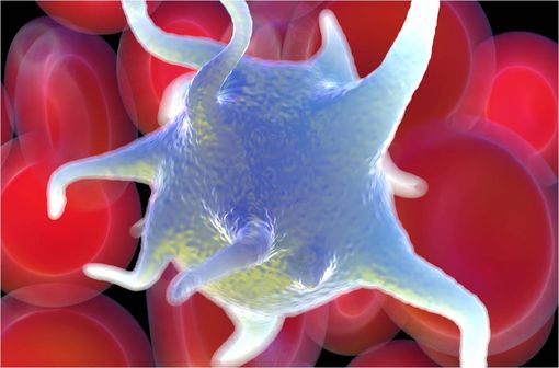 Représentation en 3D d'une plaquette sur fond de globules rouges (illustration).