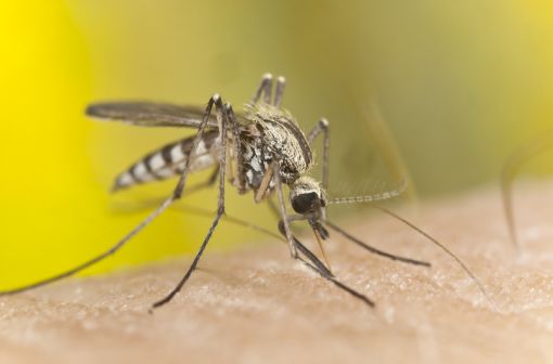 Le paludisme, ou malaria, est une maladie infectieuse due à un parasite du genre Plasmodium, propagée par la piqûre de certaines espèces de moustiques anophèles (illustration).