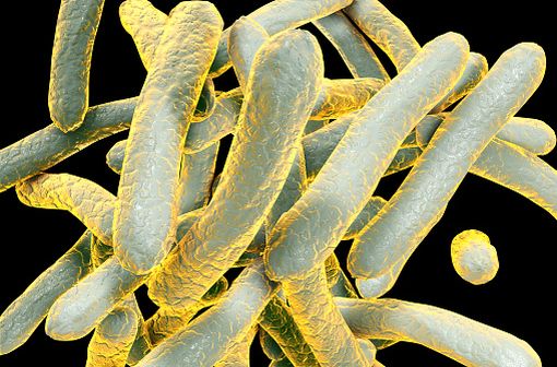 Representation en 3D de Mycobacterium tuberculosis ou bacilles de Koch, la bactérie responsable de la tuberculose (illustration).