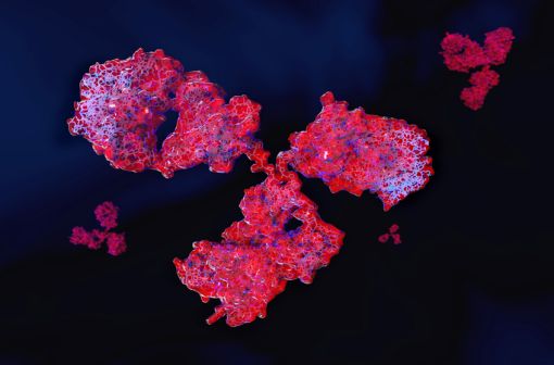 Le tocilizumab est un anticorps monoclonal dirigé contre les récepteurs de l’interleukine 6 qui jouent un rôle dans l’apparition de l’inflammation et est présente à des taux élevés chez les patients atteints de polyarthrite rhumatoïde (illustration).