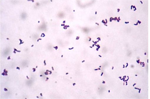 La spiramycine est un antibiotique et un antibactérien, de la classe des macrolides, produite par la bactérie Streptomyces ambofaciens (actinomycètes).