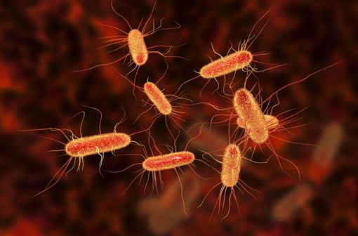 Les germes le plus souvent impliqués dans la cystite aiguë simple de la femme sont des entérobactéries d'origine fécale et, notamment, Escherichia coli (illustration).
