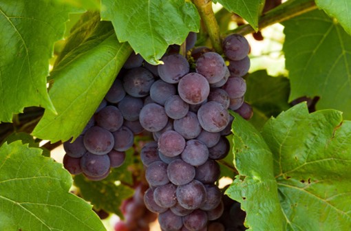 La peau des raisins noirs contient du resvératrol