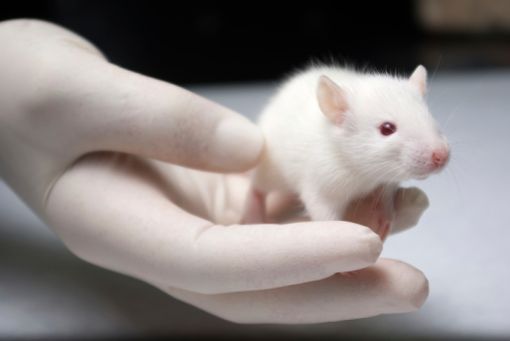 Des chercheurs de l'Inserm ont fait une découverte prometteuse, sur des rats, pour le traitement de l'AVC.