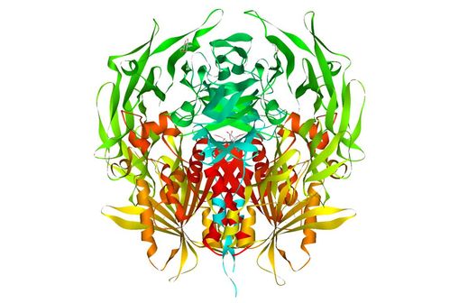 Représentation en 3D de la dipeptidyl peptidase-4 [DPP4] (illustration @Protein Data Bank, sur Wikimedia).