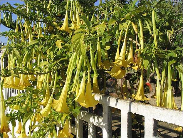 Alcaloïde tropanique présent chez les solanacées vireuses, la scopolamine est particulièrement abondante chez le brugmansia (ici sur la photo), notamment dans les graines (illustration @Jean Tosti sur Wikimedia).