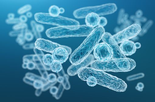 Le pivmécillinam est un bioprécurseur du mécillinam qui agit surtout sur les organismes à Gram négatif de la famille des entérobactéries (illustration).