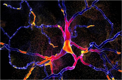 Le dérèglement du système dopaminergique par dégénérescence des neurones dopaminergiques dans la pars compacta du locus niger est caractéristique de la maladie de Parkinson (illustration).
