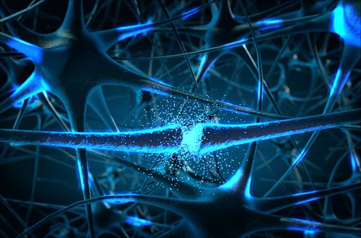 La maladie de Parkinson est une maladie neurodégénérative caractérisée par la destruction d'une population spécifique de neurones, les neurones à dopamine de la substance noire du cerveau (illustration).