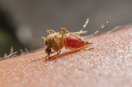 La fièvre jaune est une maladie hémorragique virale aiguë transmise par des moustiques infectés (illustration).