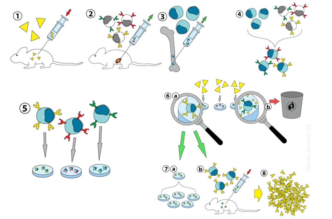 Représentation schématique du processus d'obtention d'anticorps monoclonaux (@ Martin Brändli, Wikimedia).