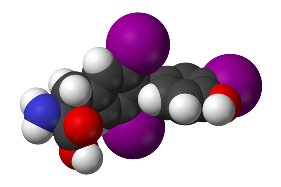 Structure de la 3,3',5-triiodo-L-thyronine ou T3 (illustration @ Wikimedia)