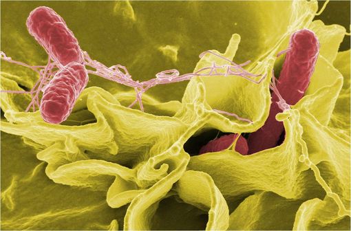 Salmonella typhimurium (en rouge) sur une culture de cellules humaines (illustration @NIAID sur Wikimedia).