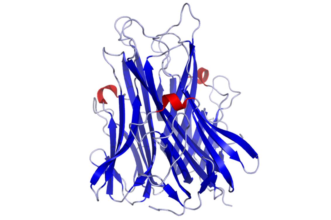 CIMZIA a une affinité élevée pour le TNF alpha humain, une cytokine pro-inflammatoire clé qui joue un rôle central dans les processus inflammatoires (image : © Ramin Herati, Wikimedia). 
