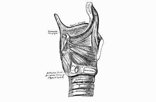 Illustration médicale ancienne de la glande thyroïde.