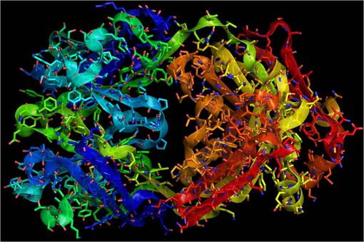 Représentation en 3D du fragment Fab de la molécule de trastuzumab (cliché @ RedAndr — Wikimedia).