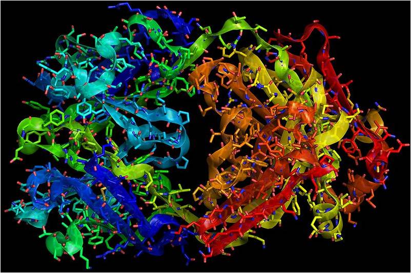 Représentation en 3D d'une molécule de trastuzumab (@ RedAndr, Wikimedia).