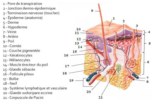 Vue histologique et anatomique de la peau (illustration @Wikimedia).