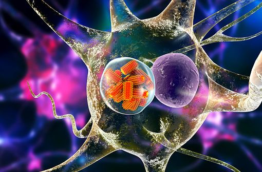 Représentation en 3D de virus de la rage au sein d'une cellule nerveuse (illustration).
