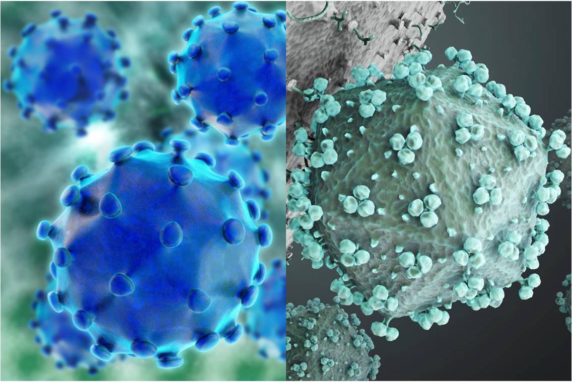 Virus de l'hépatite B (à gauche) et virus de l'immunodéficience humaine de type 1 (à droite).