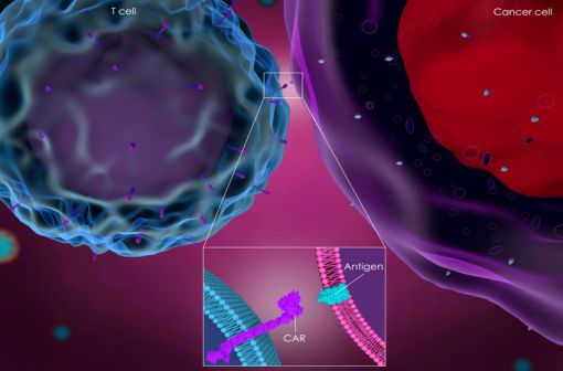 Représentation en 3D de l'interaction entre une cellule CAR T et une cellule cancéreuse (illustration).