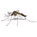 dengue antilles