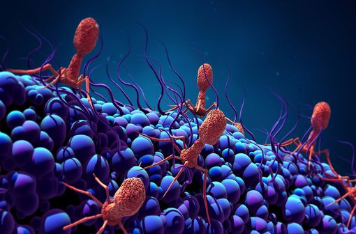 Représentation en 3D de bactériophages à l'assaut d'une bactérie (illustration).