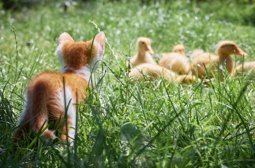 Éloigner les chats des élevages de canards contaminés. width=
