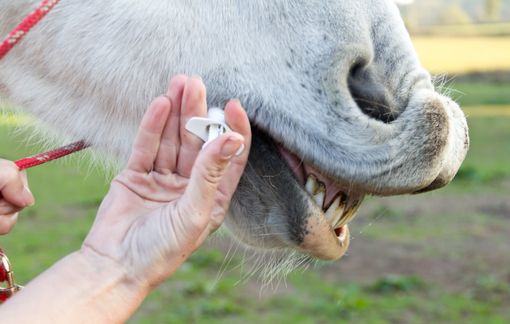 Médicament sous forme orale administré à un cheval (illustration)