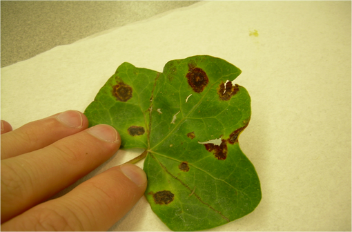 La gomme xanthane est obtenue à partir de l'action d'une bactérie, la Xanthomonas campestris, dont beaucoup d'espèces provoquent des maladies chez les plantes (illustration @Ninjatacoshell sur Wikimedia).