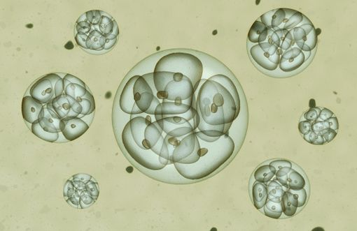 Les cellules souches embryonnaires proviennent d'embryons de 5 à 6 jours (illustration).