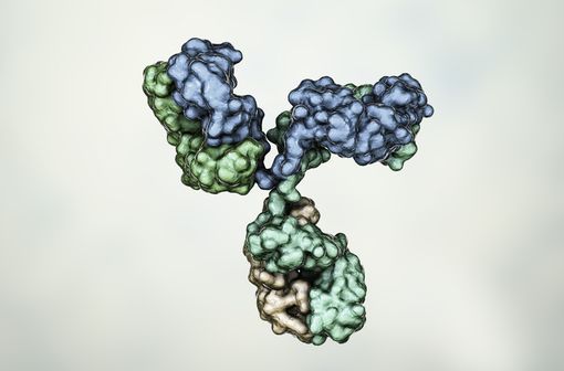 Le satralizumab, un nouvel anticorps monoclonal inhibiteur de l'interleukine 6