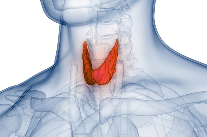 Représentation en 3D de la glande thyroïde humaine. width=