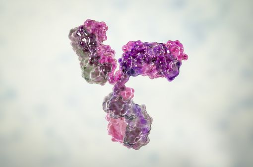 Représentation en 3D d'un modèle moléculaire d'anticorps (illustration).