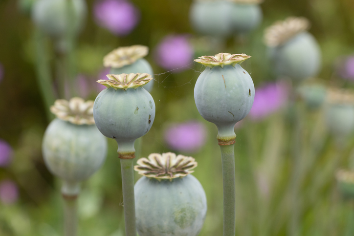 <p>L'opium est récolté de fin juin au début d'août, quand les capsules commencent à jaunir.</p>