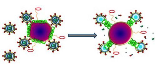 Nanoparticules (violet) portant la mélittine (vert) qui fusionne avec les VIH (cercles bleus avec pointes extérieures)