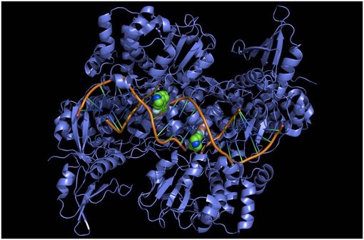 Structure de l'ADN gyrase, cible des quinolones, complexée à un segment d'ADN et à deux molécules de ciprofloxacine (en vert), un antibiotique de la famille des fluoroquinolones (illustration @Fdardel, sur Wikimedia). width=