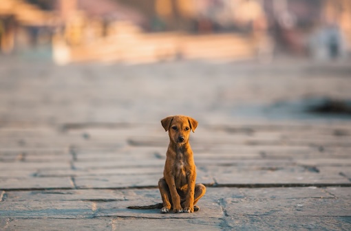 En zone à risque, les chiens sont responsables de 99 % des cas de rage humaine.
