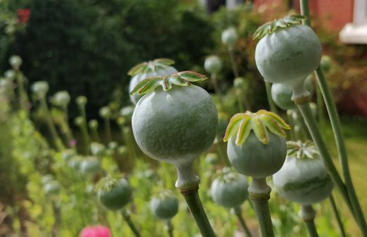 Les opioïdes ont des effets similaires à ceux de l'opium sans y être chimiquement apparentés.