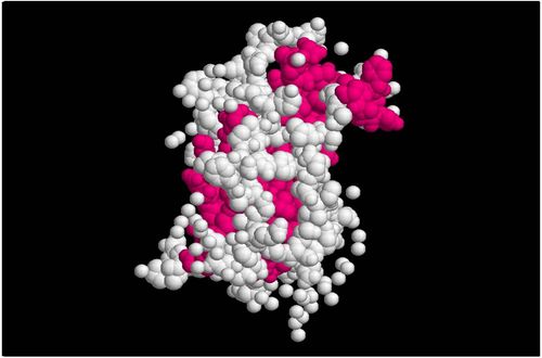 Somatropine, structure moléculaire en 3D (cliché @ Wikimedia).