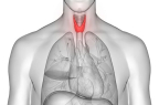 Représentation anatomique en 3D de la thyroïde (illustration).