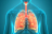 Représentation en 3D du système respiratoire humain (illustration).