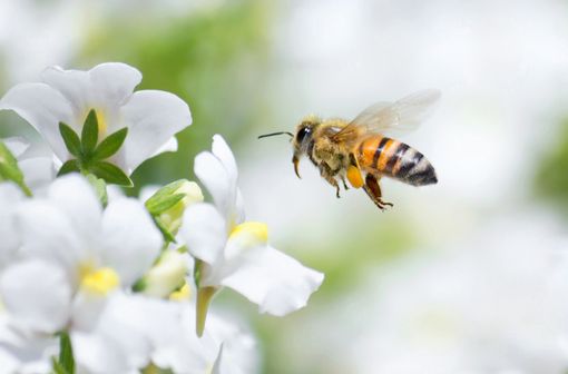 Les piqûres d'insectes, et notamment celles des hyménoptères, sont souvent retrouvées à l’origine d’un choc anaphylactique (illustration).