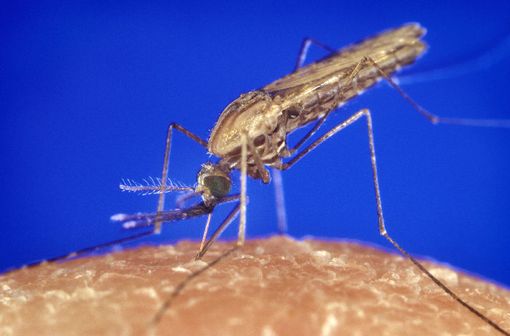 Un anopheles gambiae, une des espèces d'anophèle vecteur du parasite responsable du paludisme (illustration @Wikimedia).