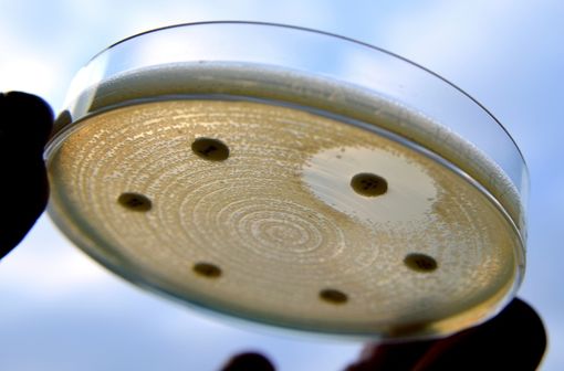Antibiogramme réalisé sur des entérobactéries productrices de ß-lactamases à spectre élargi (illustration).